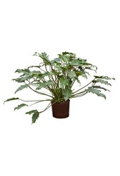 Philodendron xanadu hydroponique