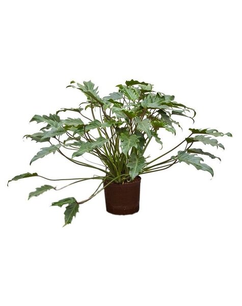 Philodendron hydroponique