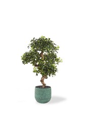 Plante artificielle Pittosporum (bonsaï) dans pot Evi