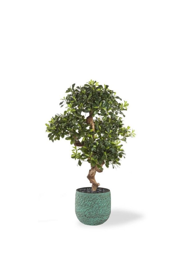 Plante artificielle Pittosporum (bonsaï) dans pot Evi