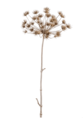 Branche artificielle Heracleum marron