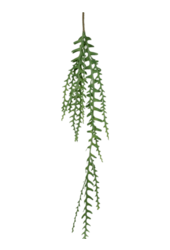 Branche artificielle d'Epiphyllum