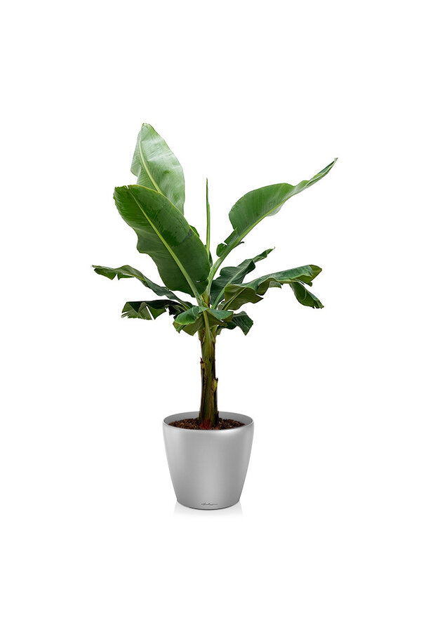 Bananenplant Kingsize in zelfwatergevende Classico