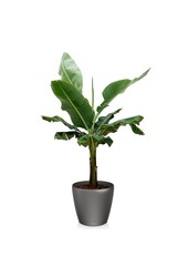 Bananenplant Kingsize in zelfwatergevende Classico