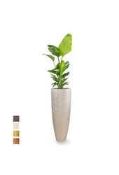Strelitzia in Messina Champagne pot