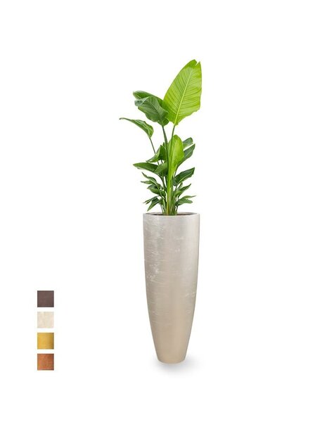 Luxueux | Strelitzia