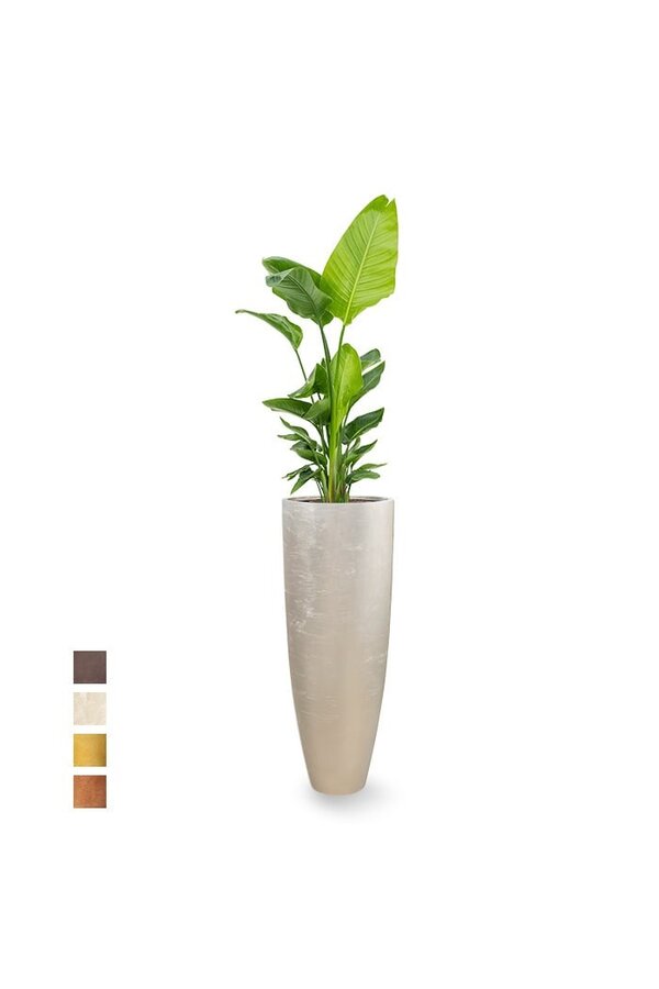 Strelitzia in Messina Champagne pot