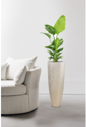 Strelitzia in Messina Champagne pot