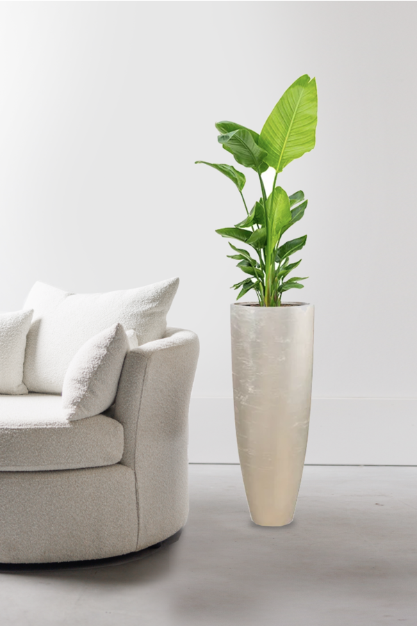 Strelitzia in Messina Champagne pot