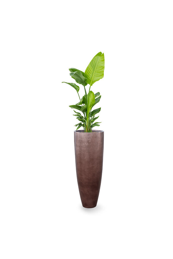 Strelitzia in Messina Champagne pot