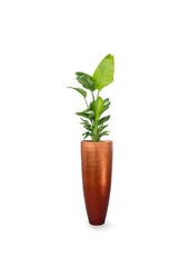 Strelitzia in Messina Champagne pot