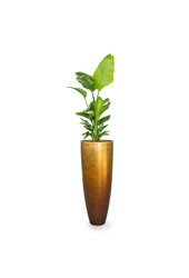 Strelitzia in Messina Champagne pot