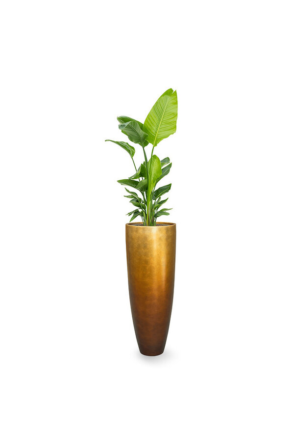 Strelitzia in Messina Champagne pot