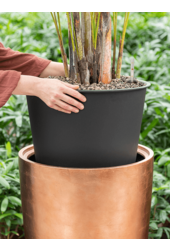 Strelitzia in Messina Champagne pot