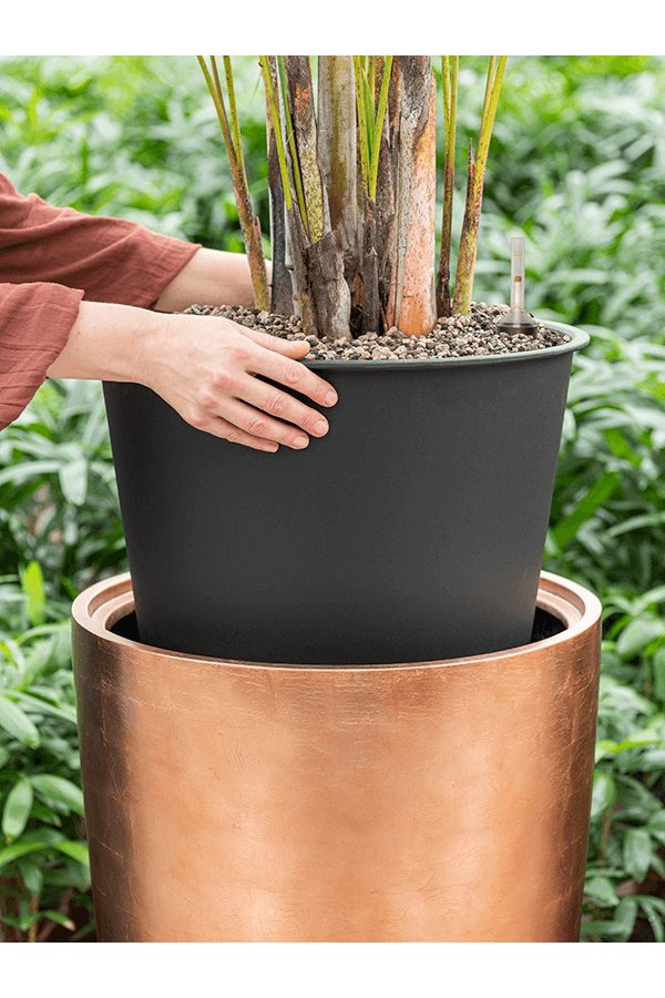 Strelitzia in Messina Champagne pot