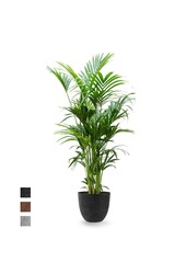 Howea Forsteriana XXL  in Artstone