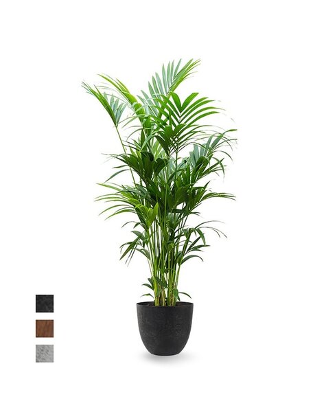 Artstone Artstone | Howea