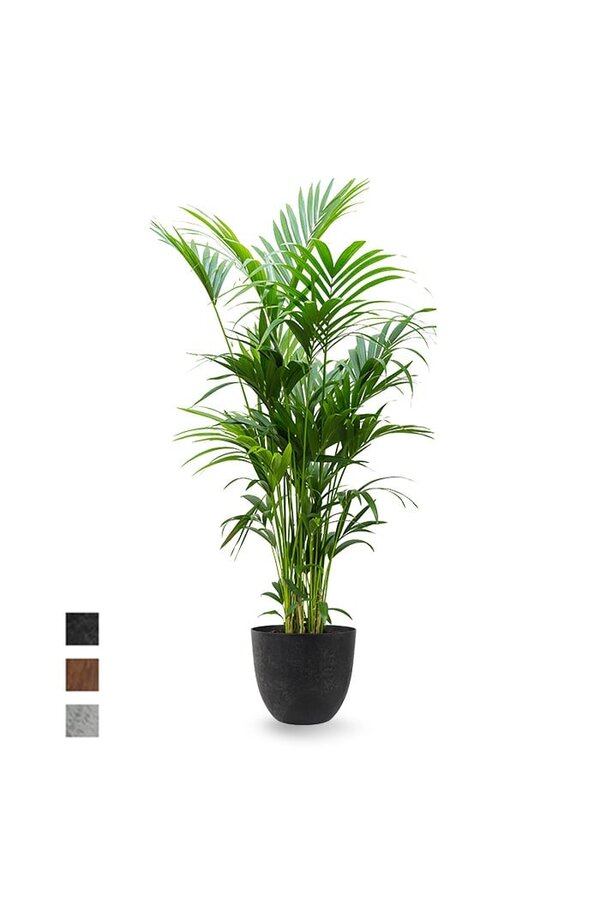 Howea Forsteriana XXL  in Artstone