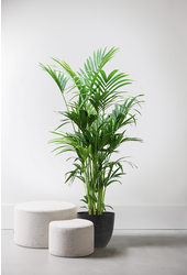 Howea Forsteriana XXL en Artstone