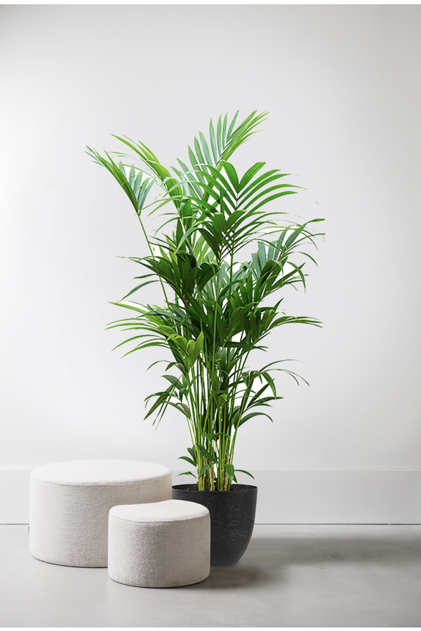 Howea Forsteriana XXL  in Artstone