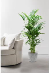 Howea Forsteriana XXL  in Artstone