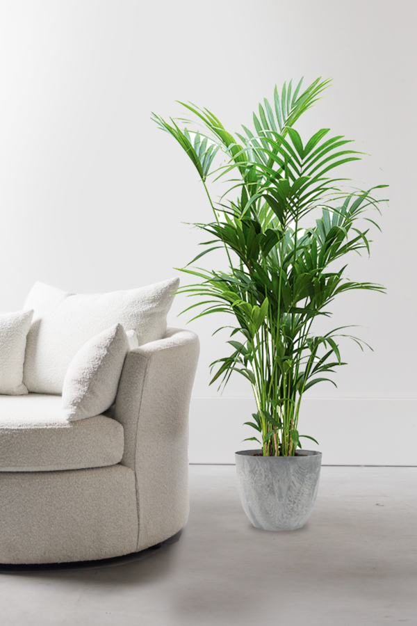Howea Forsteriana XXL  in Artstone