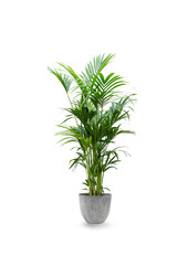 Howea Forsteriana XXL en Artstone