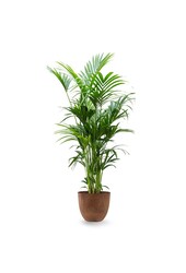Howea Forsteriana XXL  in Artstone