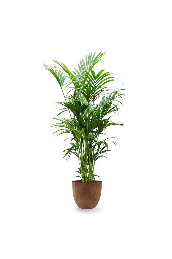 Howea Forsteriana XXL  in Artstone