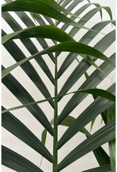 Howea Forsteriana XXL en Artstone