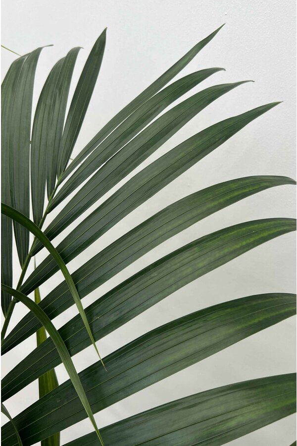 Howea Forsteriana XXL en Artstone