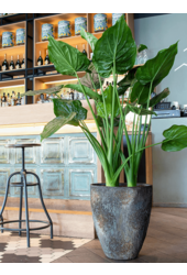 Huître Marron Haute XL