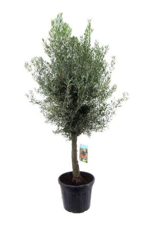 Olivier XXXL en Terre Cuite