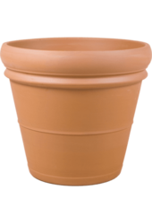 Olijfboom XXXL in Terra Cotta