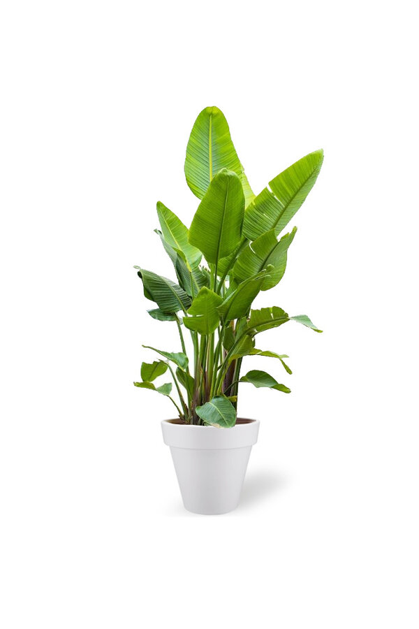 Strelitzia Kingsize en Pure Rond