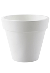 Strelitzia Kingsize en Pure Rond