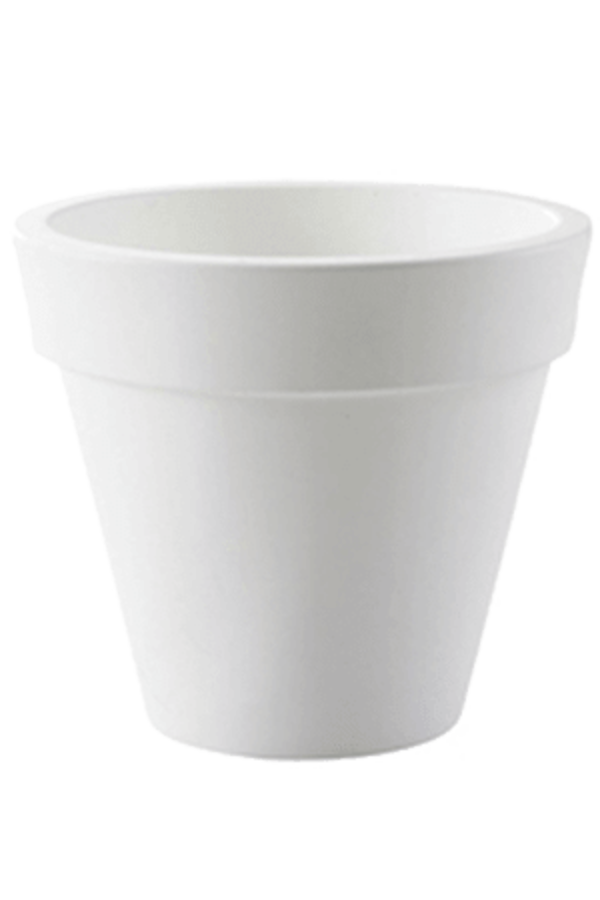 Strelitzia Kingsize en Pure Rond