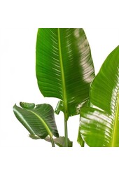Strelitzia Kingsize en Pure Rond