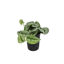 Hydroplant Scindapsus pictus