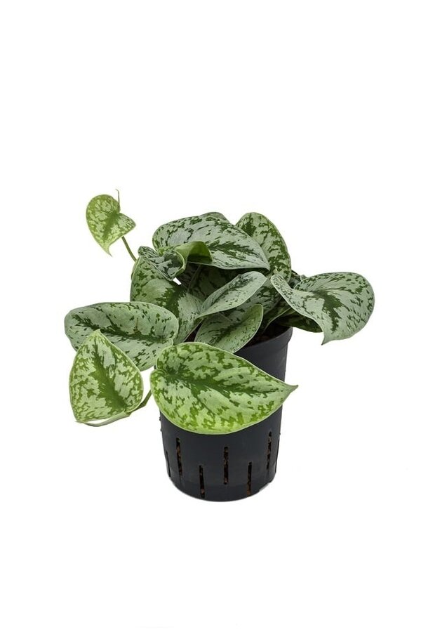 Hydroplant Scindapsus pictus