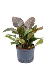 Philodendron Hydro imperial red
