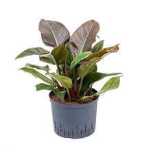 Philodendron Hydro imperial red