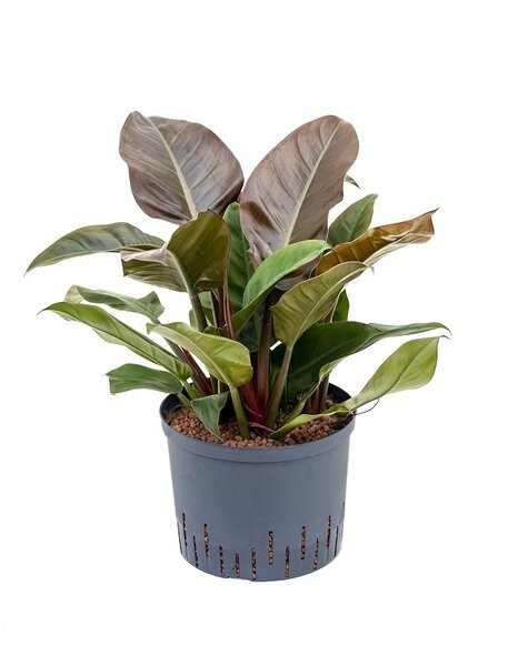 Philodendron Hydro