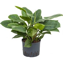 Hydroplant Philodendron imperial green