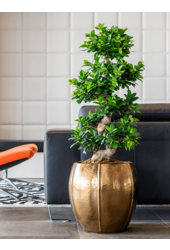 Pot Emperor or bas XL