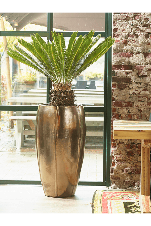 Pot Emperor or haut XL