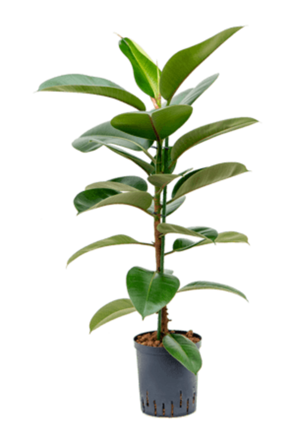Hydroplant Ficus elastica robusta