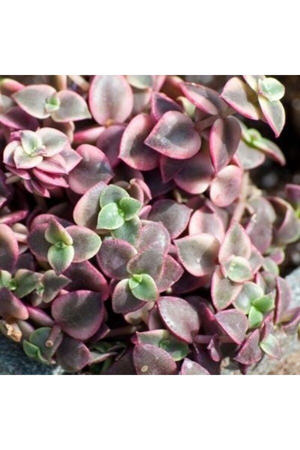 Crassula red hangplant