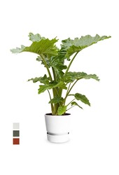 alocasia portadora in greenville pot