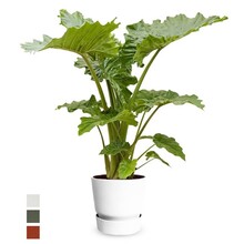 Elho Elho | Alocasia